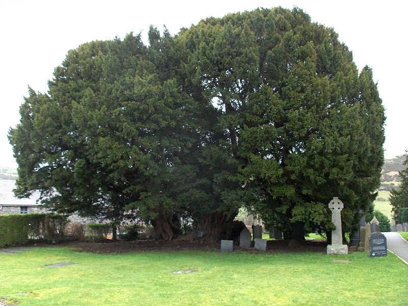 800px llangernyw yew