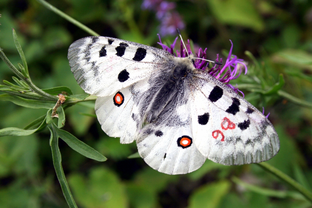 na zdjęciu znajduje się motyl Niepylak apollo