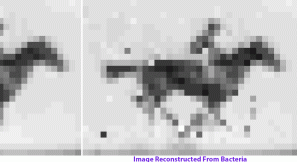Film zapisany w DNA bakterii