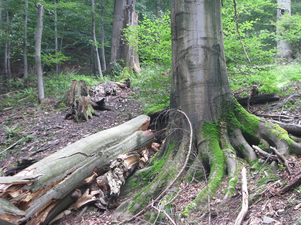 buczyna w beskidzie slaskim fot. z. wilczek