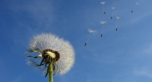 dandelion-gc696f6c10_640