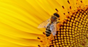 sunflower-1643794_1920