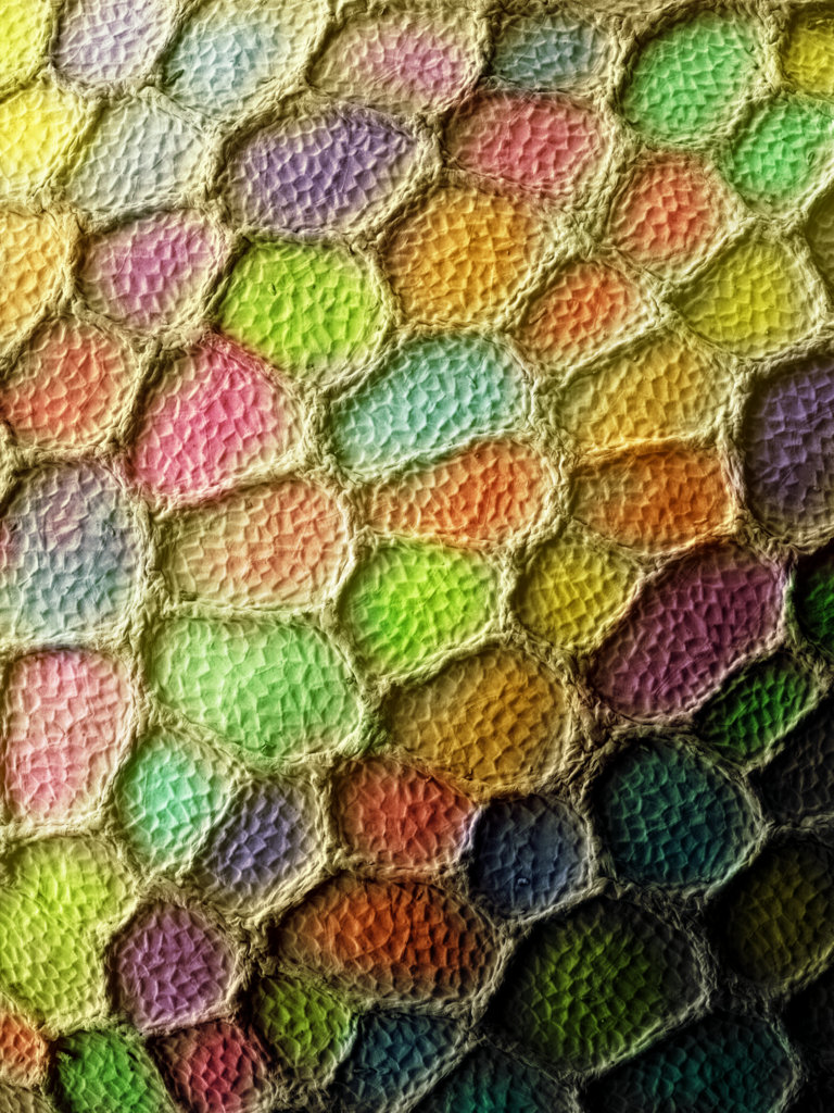 iii. brassica campestris ssed i802