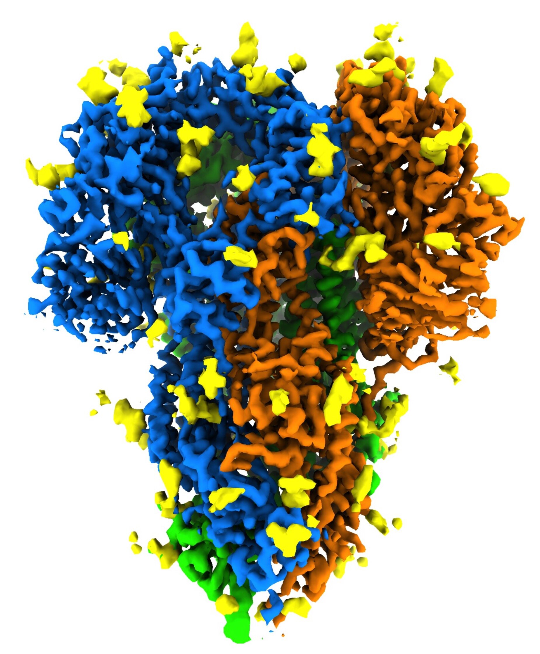 Fragment obrazu cyfrowego struktury koronawirusa H-CoV-NL63. Źródło: K. Zhang et al., Quarterly Reviews of Biophysics Discovery, 2020