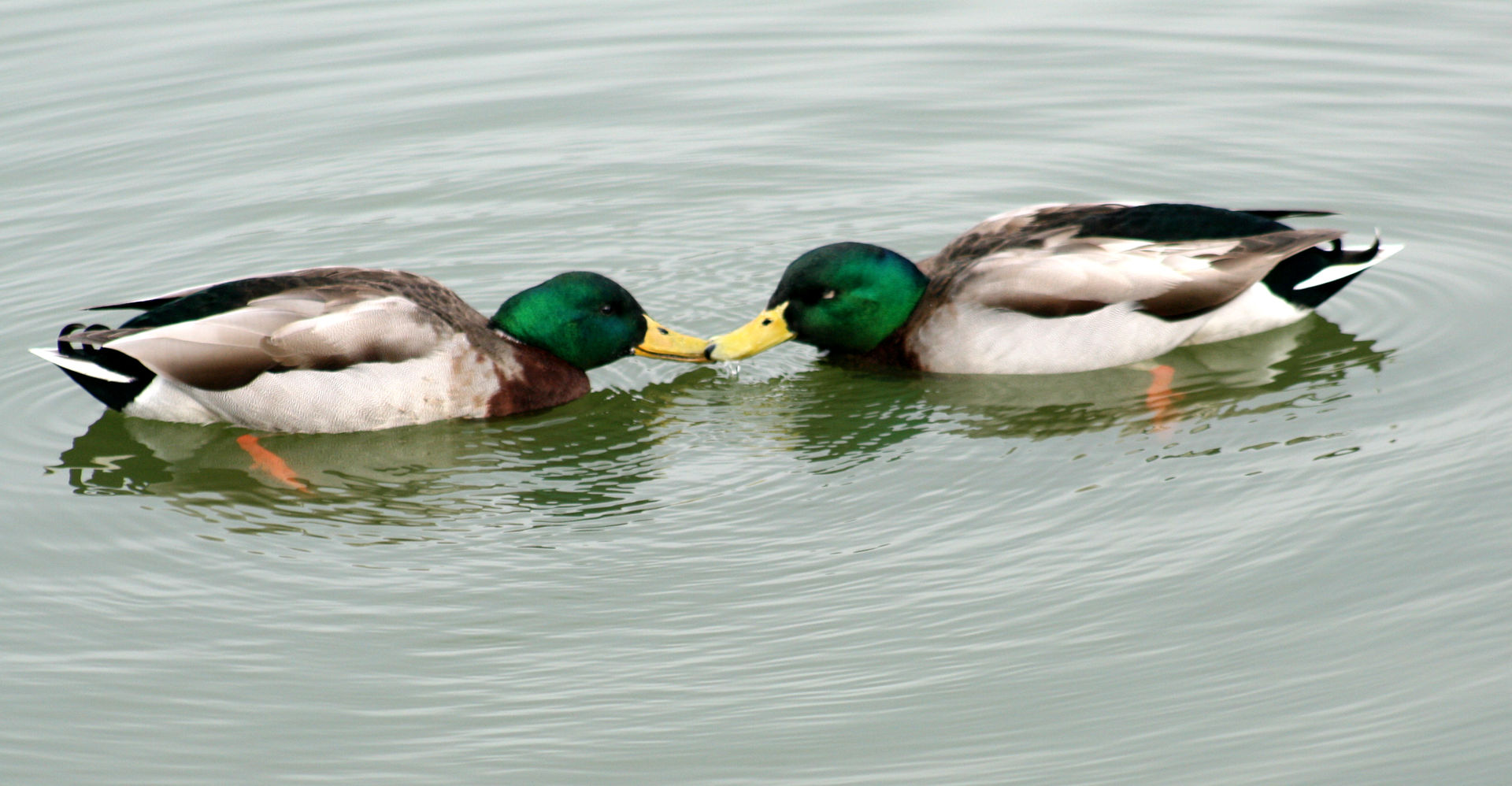 Relacje z tą samą płcią u zwierząt – nowe podejście badawcze