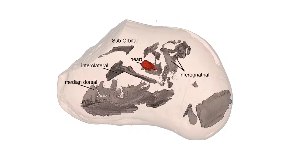 Serce sprzed 380 milionów lat