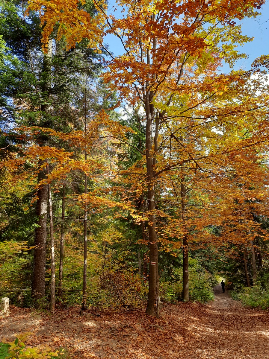 Światowy Dzień Drzewa