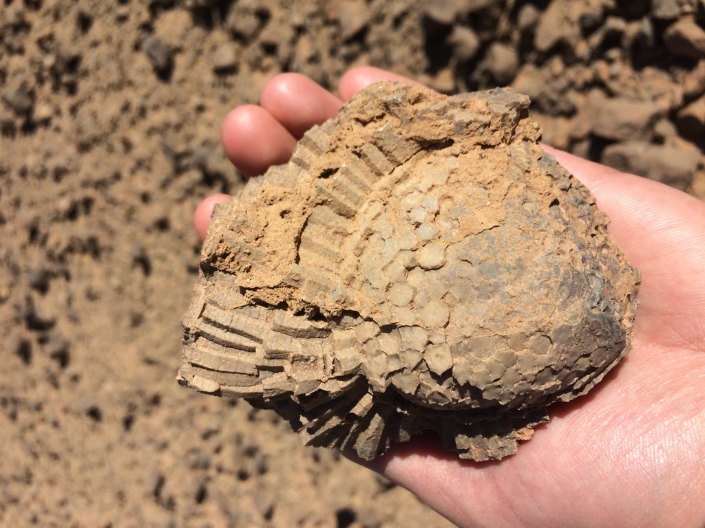 Maroko – raj dla paleontologów