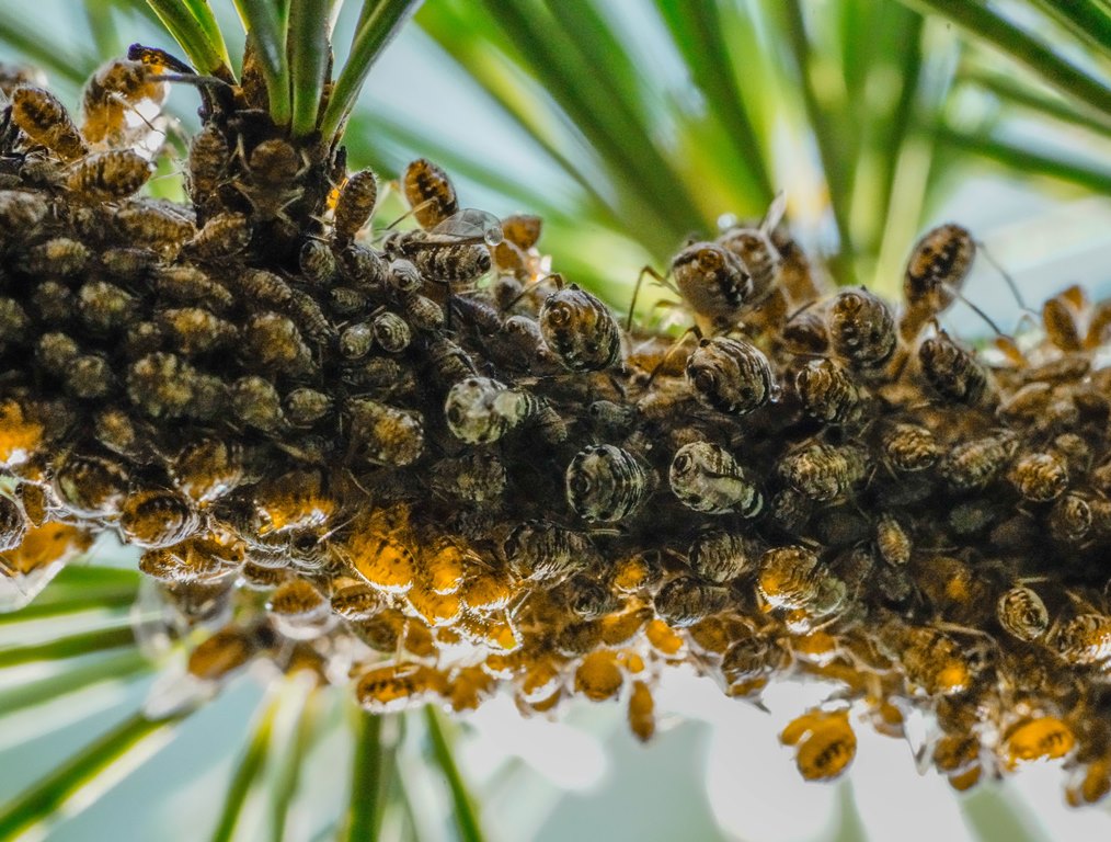 Owady, które opanowały cały świat