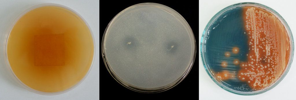 Rośliny i bakterie oczyszczające skażone gleby