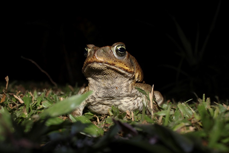 Kanibalistyczne ropuchy ewoluują na naszych oczach