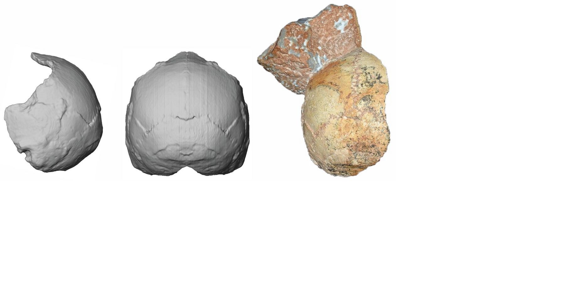 Rekonstrukcja czaszki Apidima 1 sprzed 210 tysięcy lat
