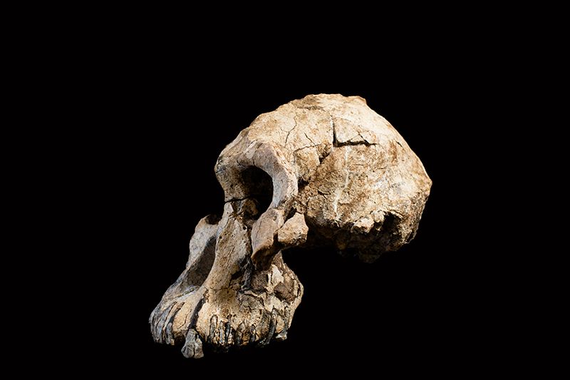 Prawie kompletna czaszka przedstawiciela gatunku Australopithecus anamensis