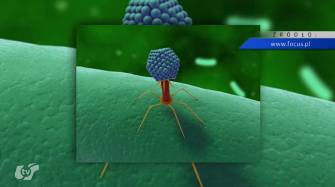 Czy wiesz, że? Fagoterapia