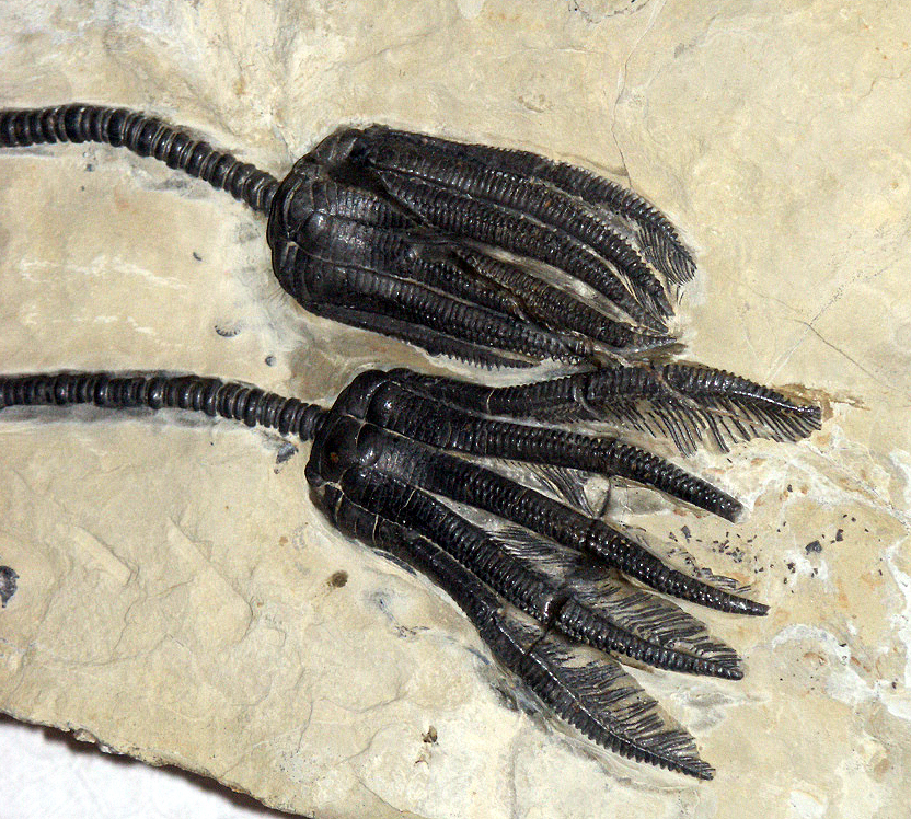 Albo pożerasz, albo zostajesz pożarty