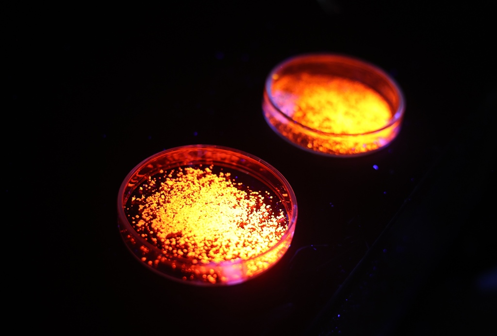 Stan wzbudzony pod kontrolą