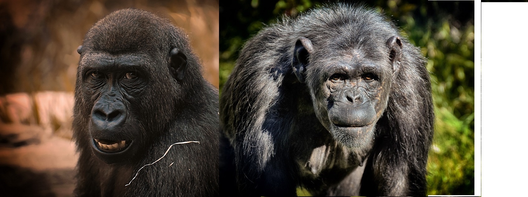 Relacje społeczne między szympansami a gorylami