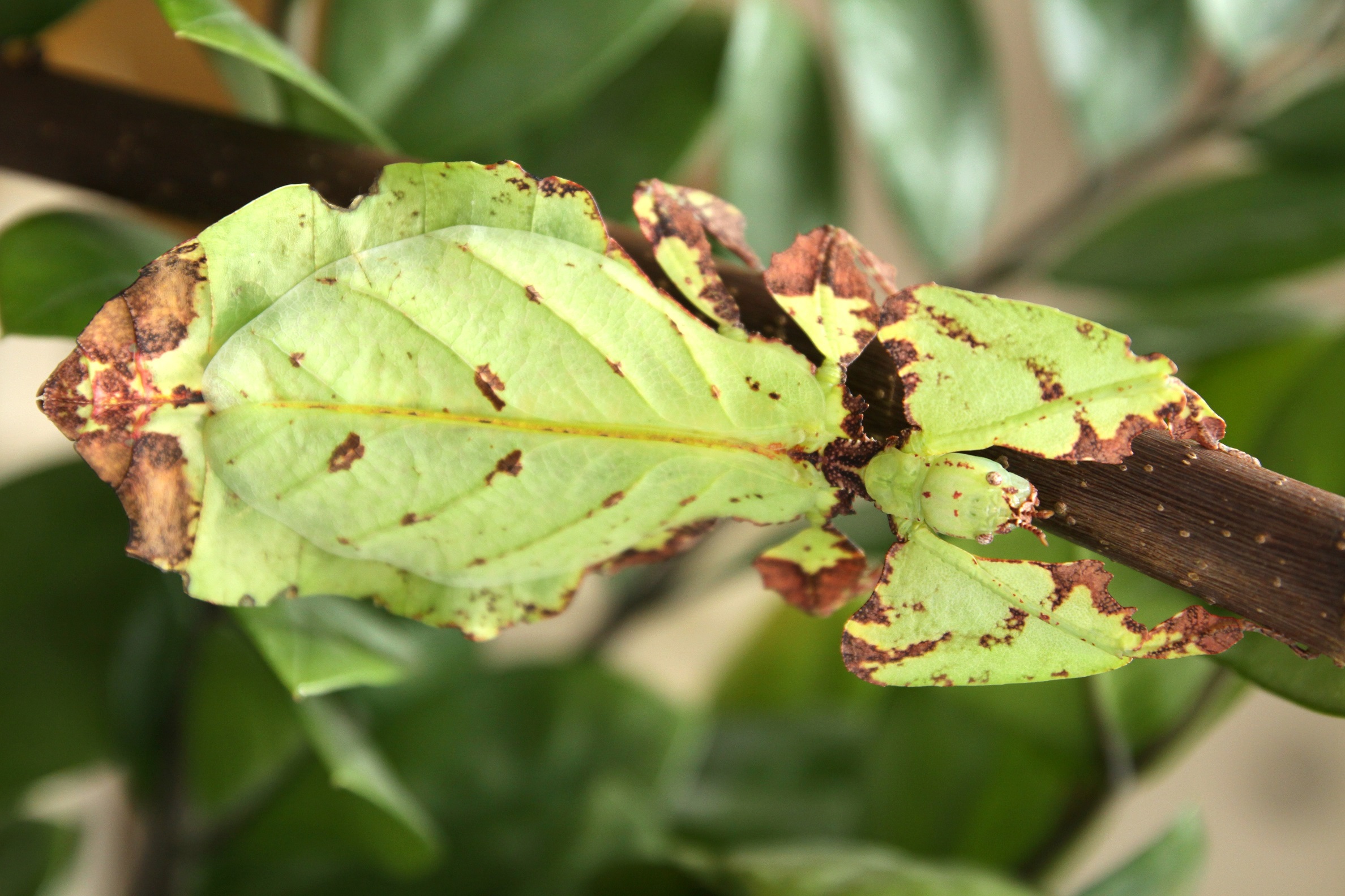 Sztuka oszukiwania w świecie owadów