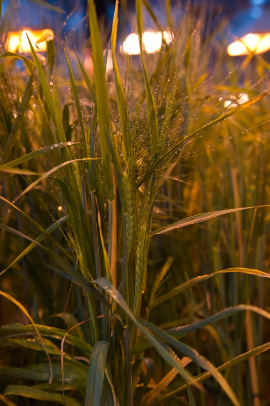 jeczmien jary w fazie kloszenia w szklarni fot. agata daszkowska golec 1