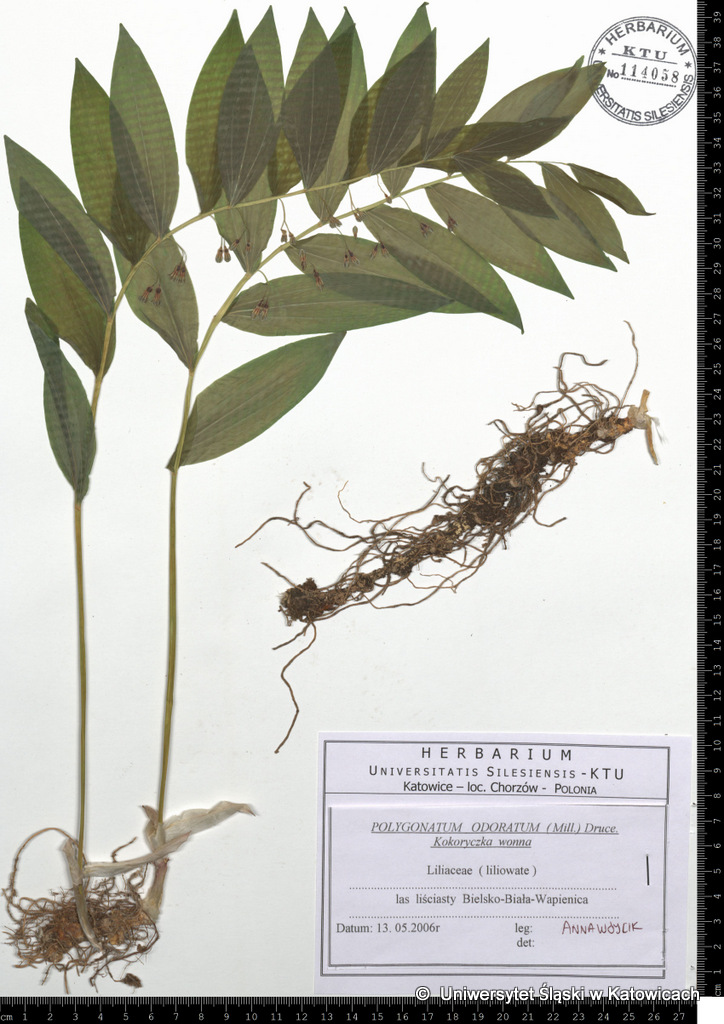 Jak się tworzy zielnik naukowy