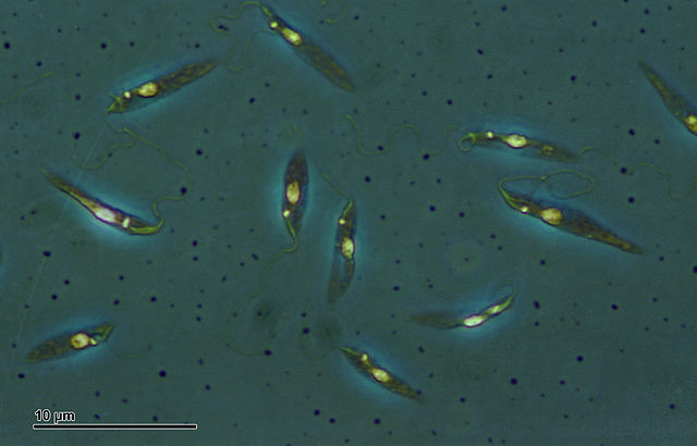 W Australii odkryto nowy gatunek pasożyta