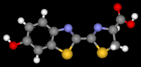 luciferyna robaczkow swietojanskich