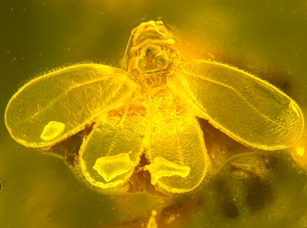 Owady stare jak świat