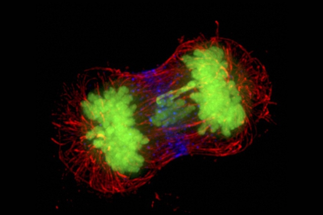 Zagadka aneuploidii. Badania w poszukiwaniu lekarstwa na raka