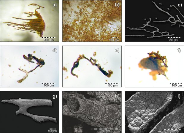Odkrycie polskich naukowców dotyczące kości gadów triasowych