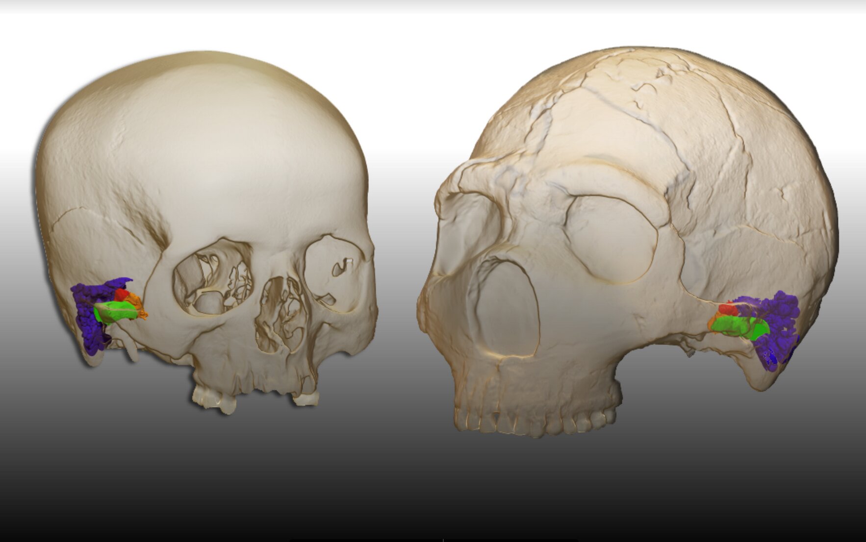 Neandertalczyk i Homo sapiens nadawali i odbierali na tych samych falach