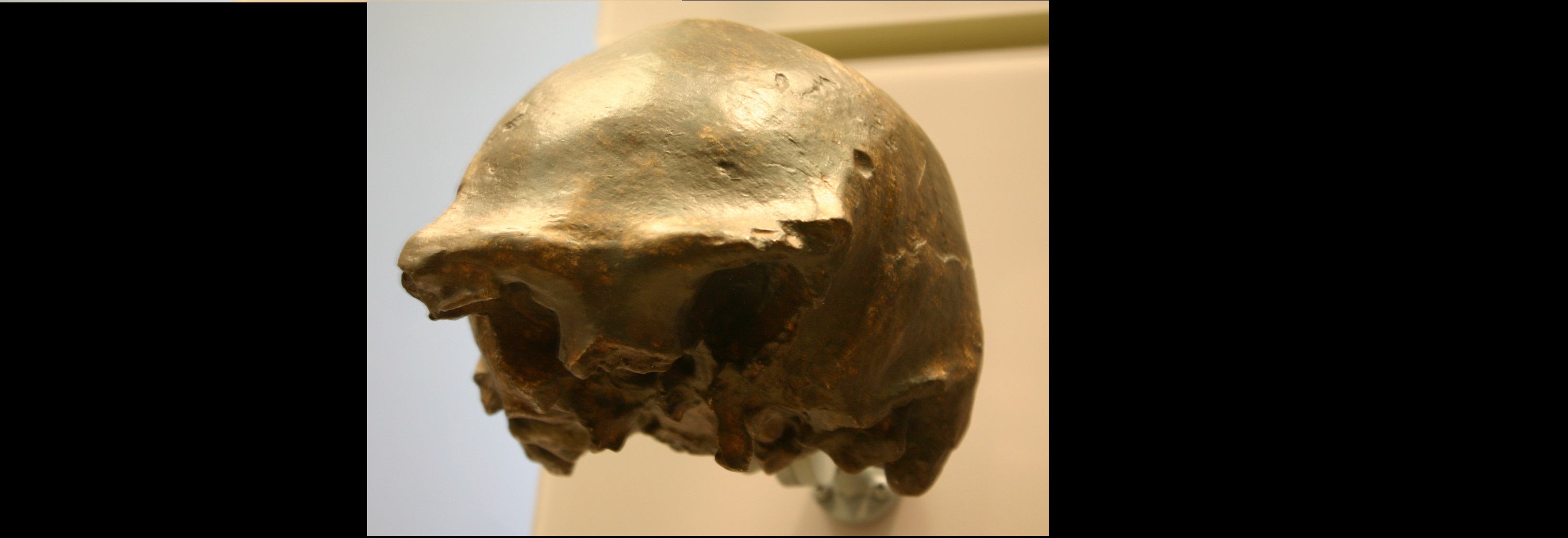 Czaszka znaleziona w rzece Solo