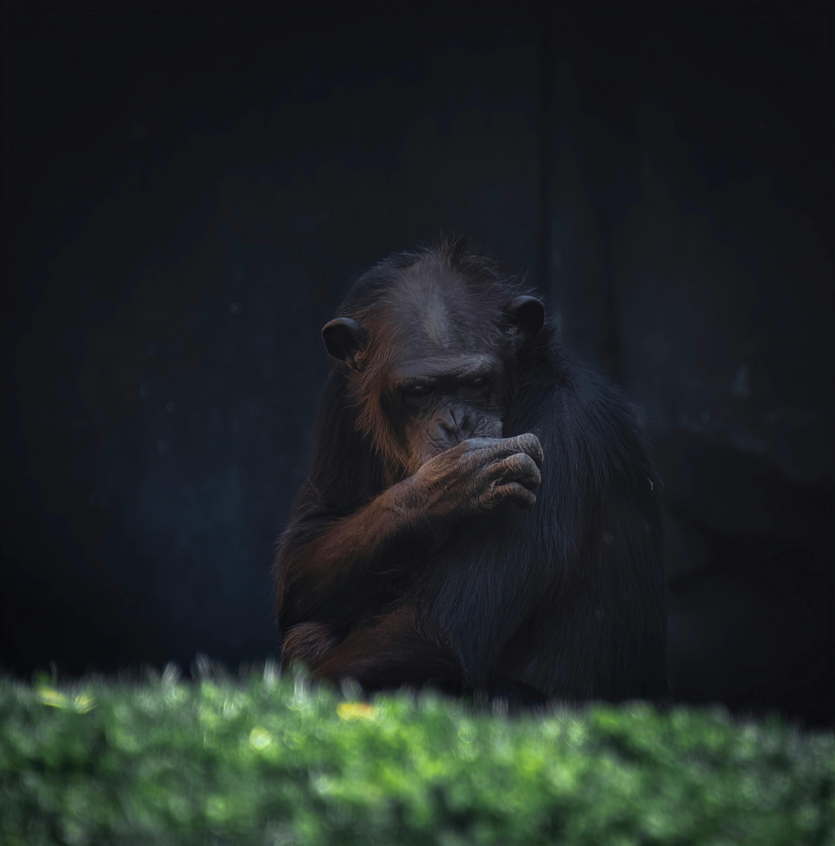 Przeziębione szympansy