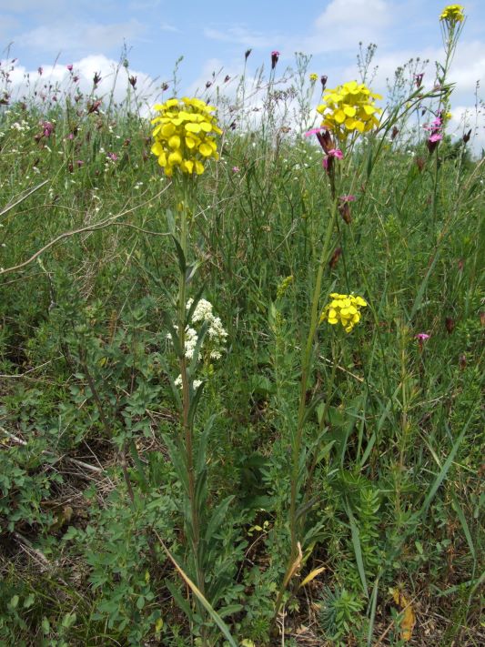 polnaturalne zbiorowiska roslinne fot. teresa nowak