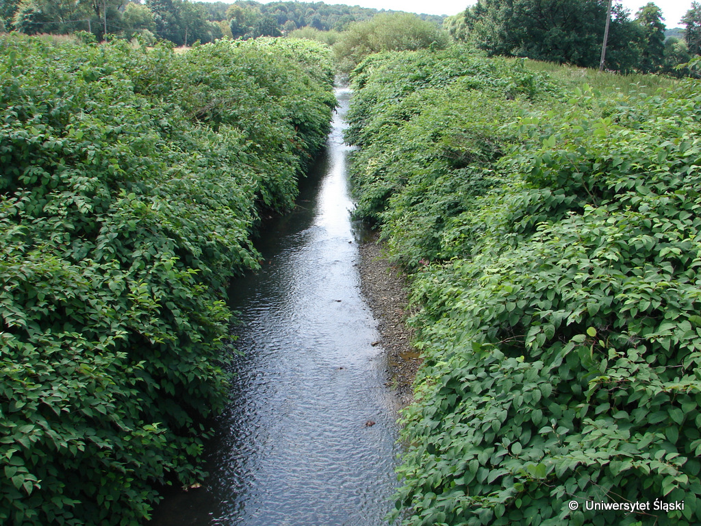 Zielone inwazje obcych