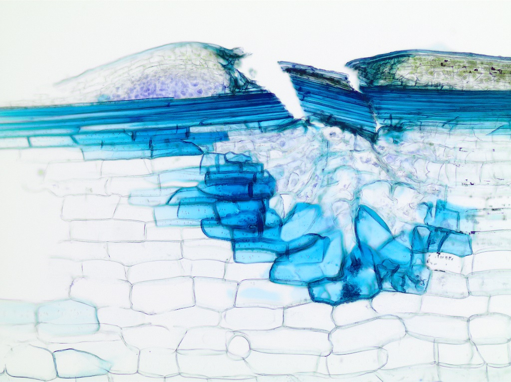 Roślinny „mózg”