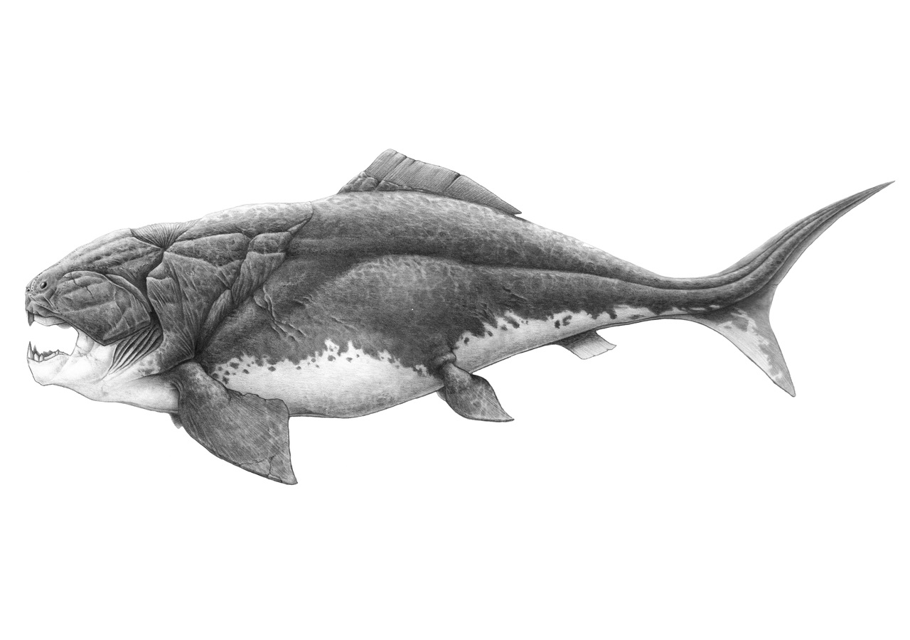 Dlaczego wymarły ryby pancerne i ichtiozaury?