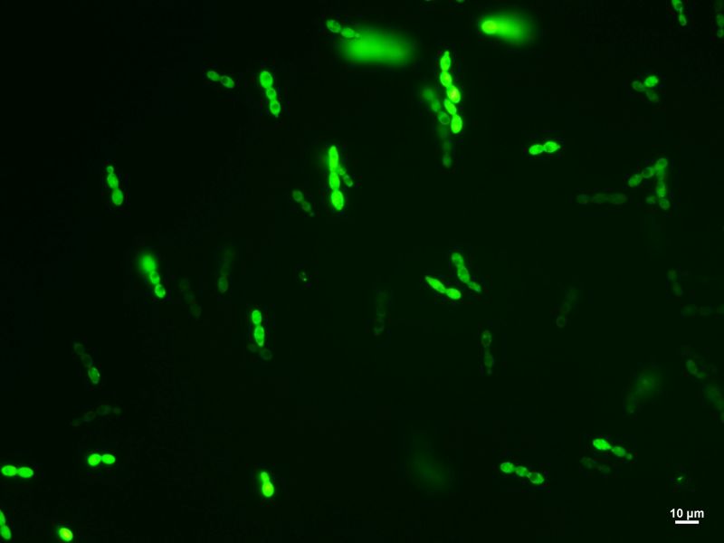 Unieruchomione bakterie pomogą w oczyszczaniu ścieków