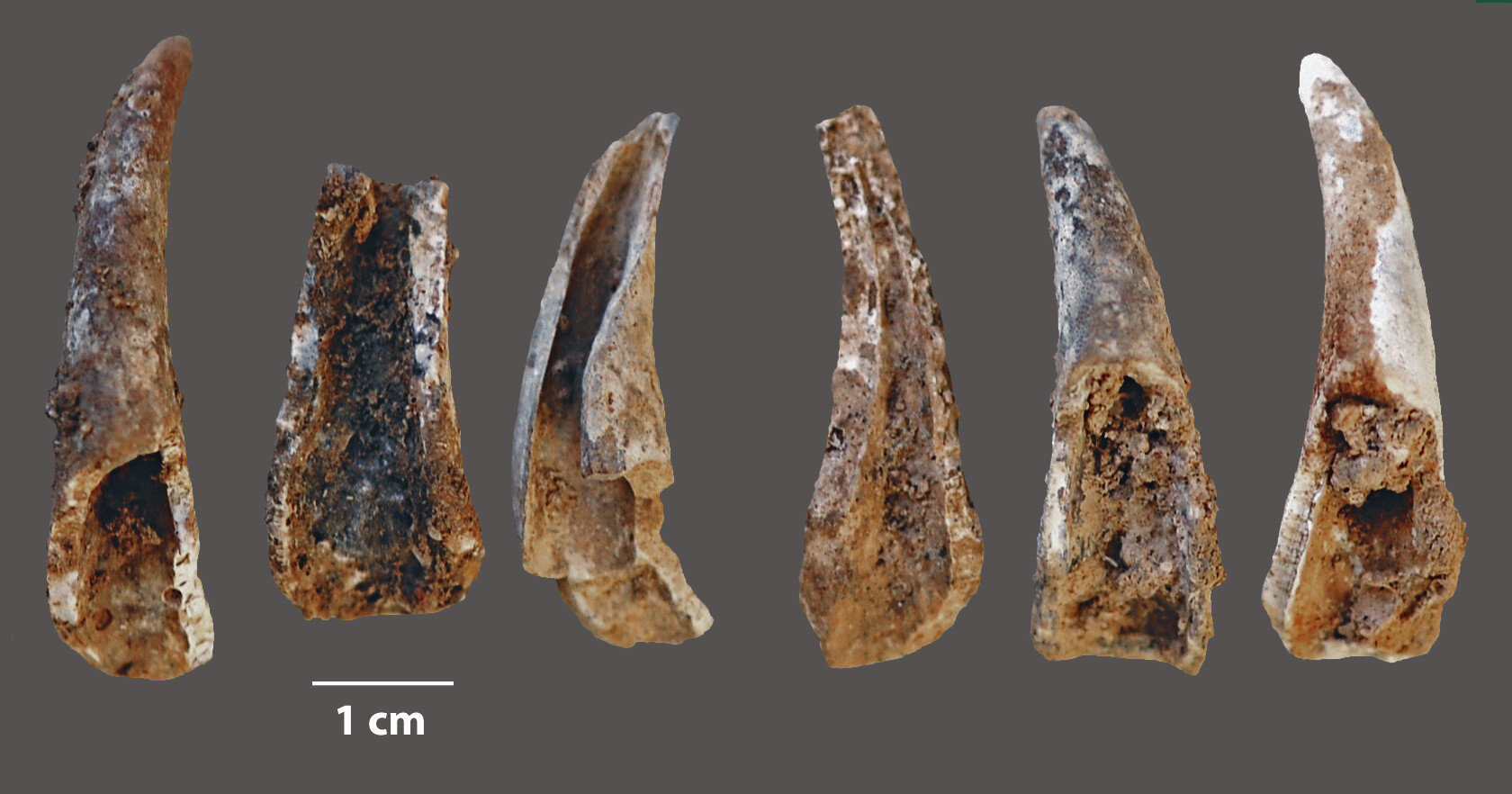Szczątki kraba kieszeńca znalezione w jaskini Figueira Brava