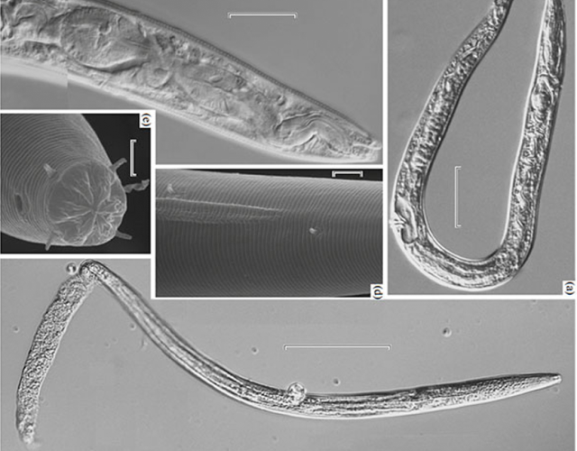 Nicienie sprzed 40 tysięcy lat zostały odmrożone i mają się świetnie