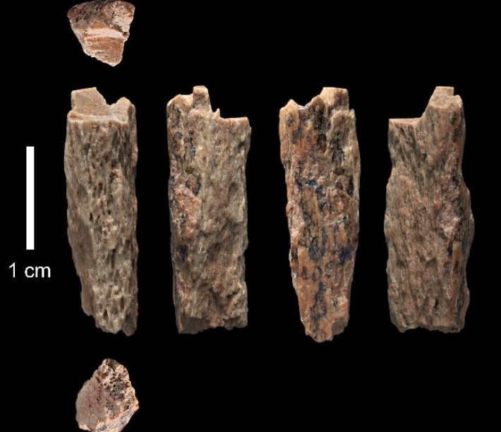 Fragmenty kości długiej 13-letniej dziewczyny sprzed 50 tysięcy lat