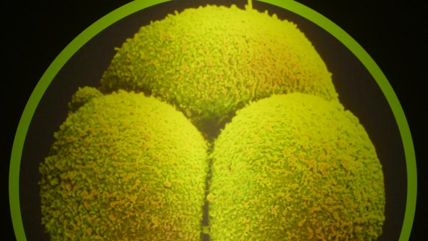 Brytyjczycy będą edytowali geny w ludzkich embrionach