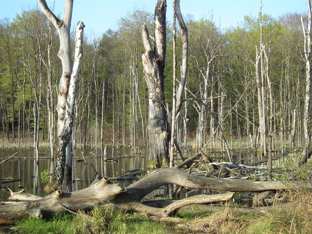 Czas docenić i odtworzyć mokradła