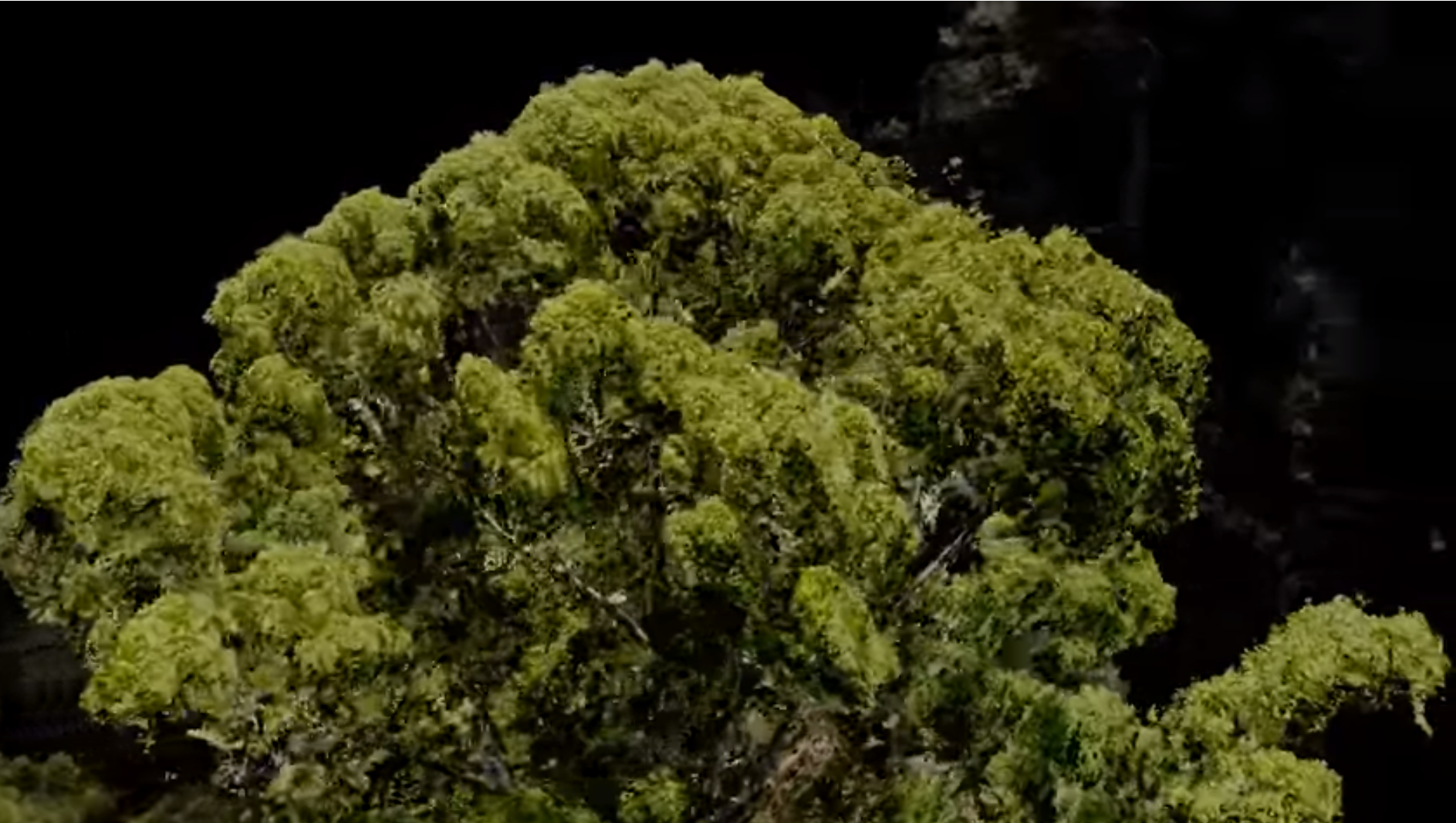 Odkryto najwyższe drzewo tropikalne na Ziemi