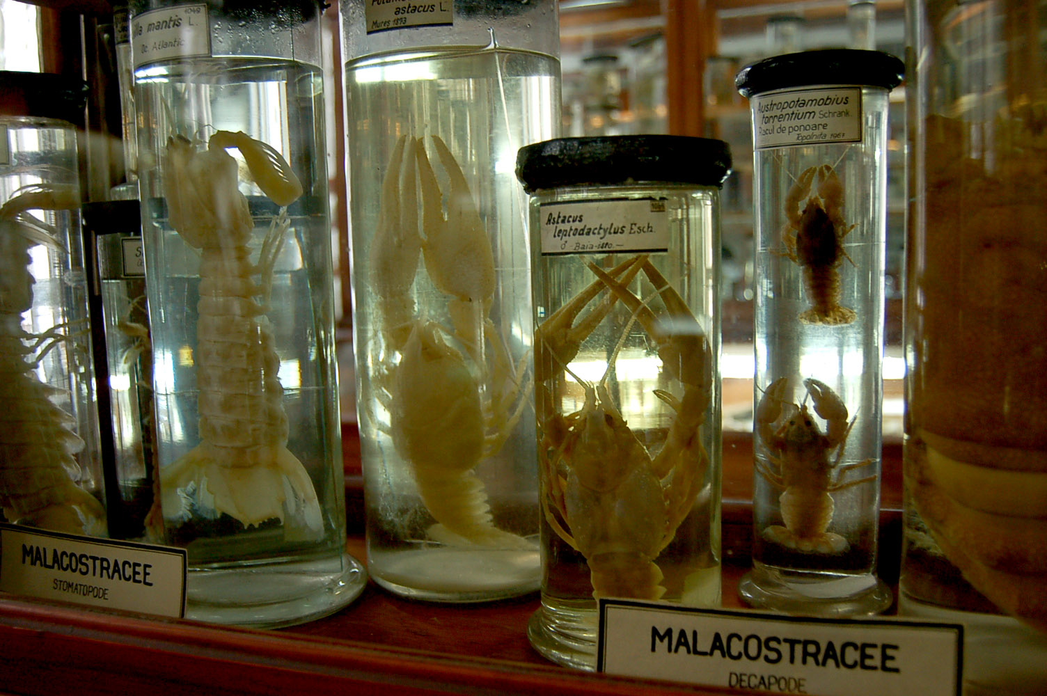 Na czym polega konserwowanie w roztworach alkoholu?