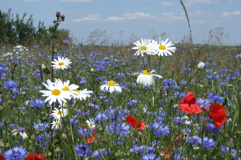 zbiorowisko chwastow segetalnych na 3 letnim odlogu fot. teresa nowak