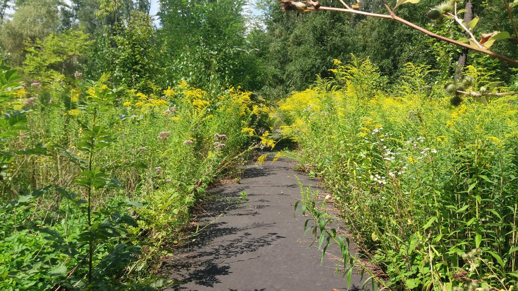 Dlaczego ekosystemy są ważne dla zdrowia ludzi?