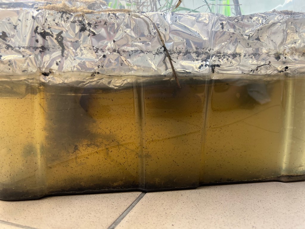 Sojusz roślin i bakterii w oczyszczaniu ścieków