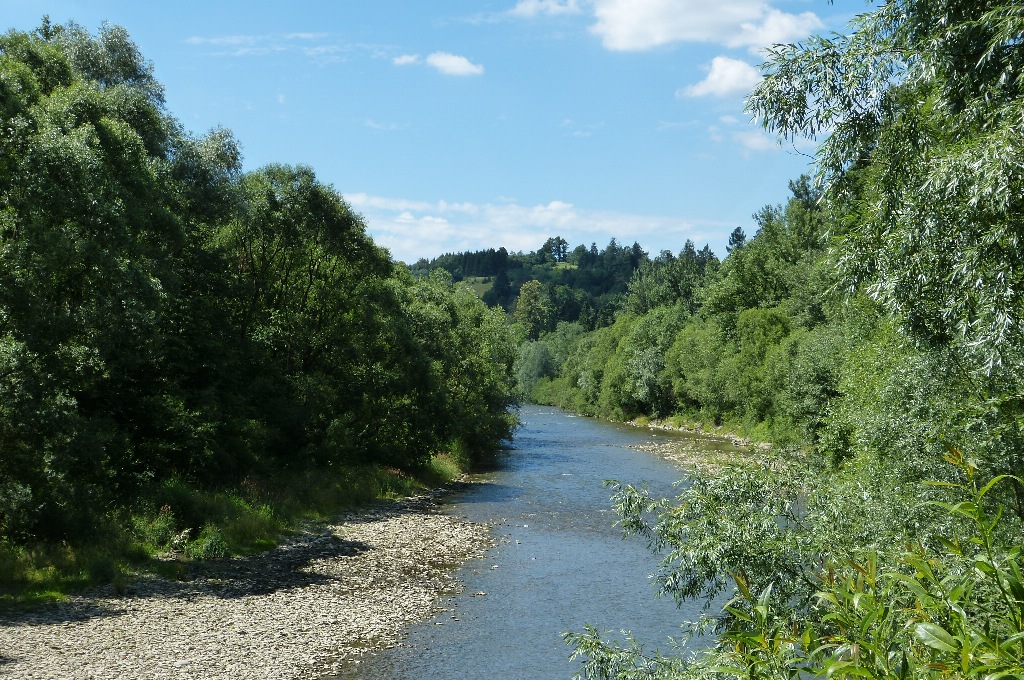 Łęgi: ginący system odpornościowy naszych rzek