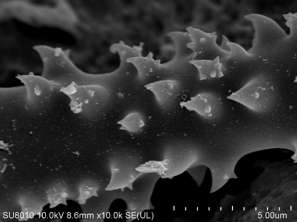 microspicules jagna karcz