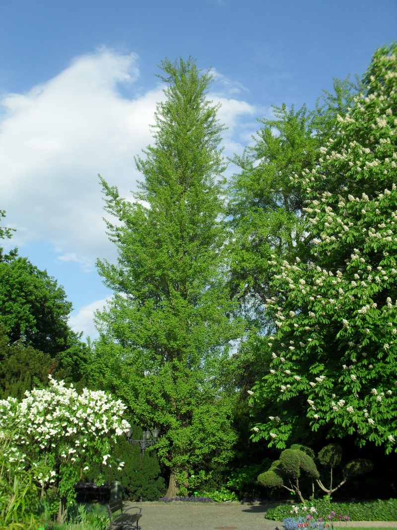 milorzab wroclaw botanik